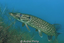 northern pike in a lake in germany by Andre Philip 
